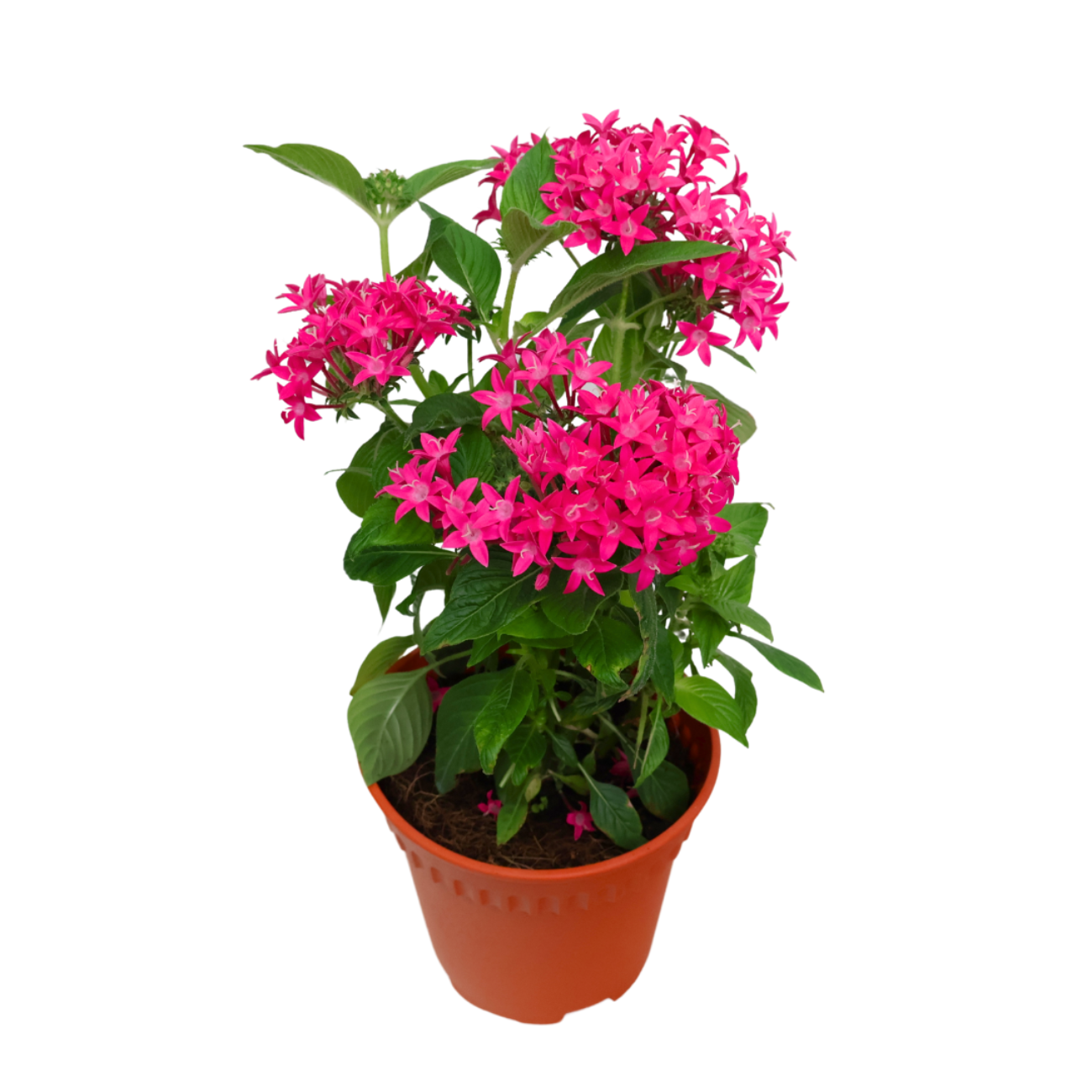 JM Flower Pentas - Shocking Pink