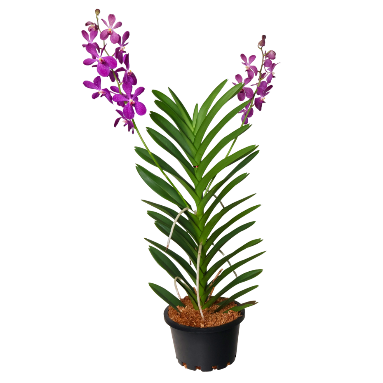 JM Flower Mokara Orchid Plant - Purple