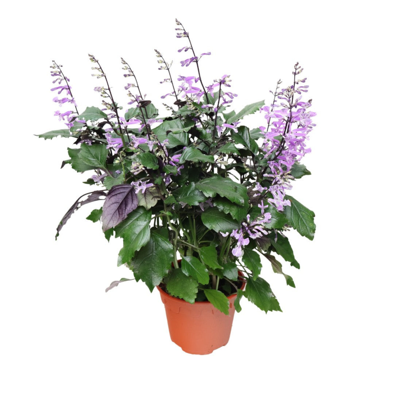 JM Flower Ajuga