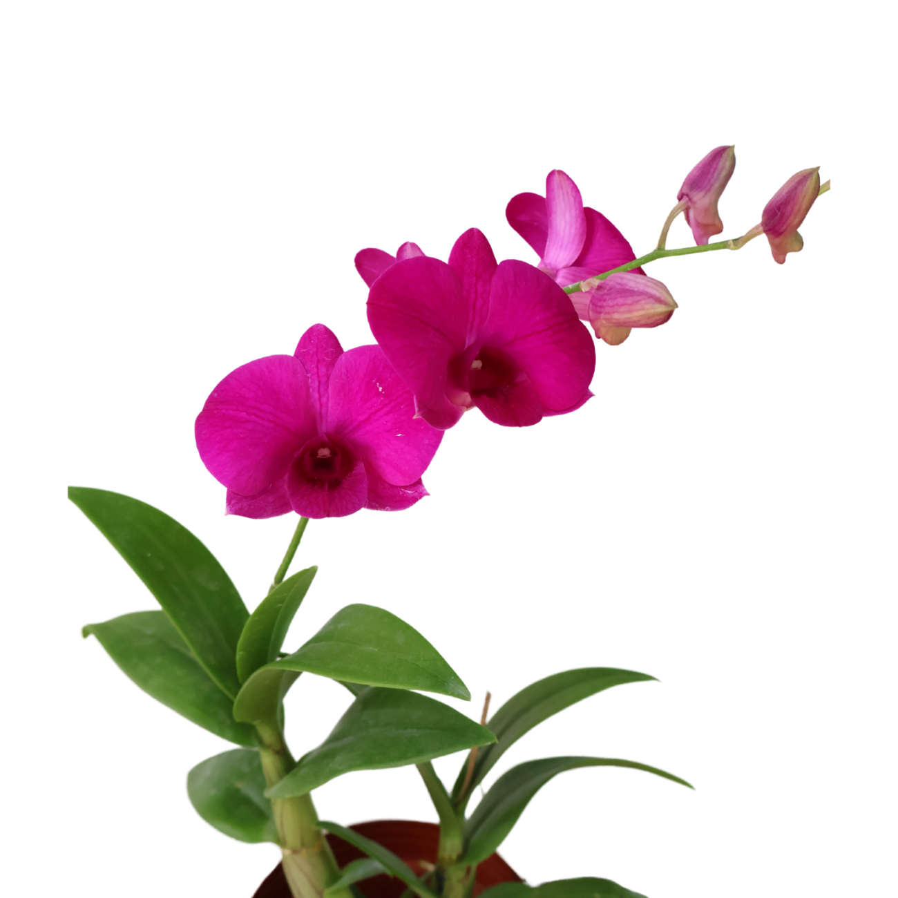 JM Flower Mini Orchid - Purple