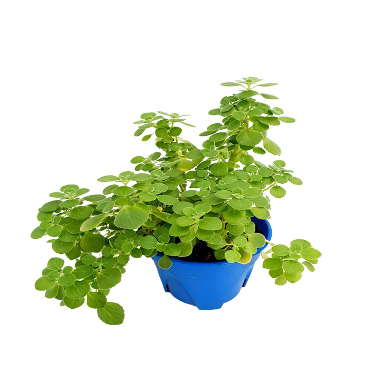 JM Flower Oregano Herbs Plant