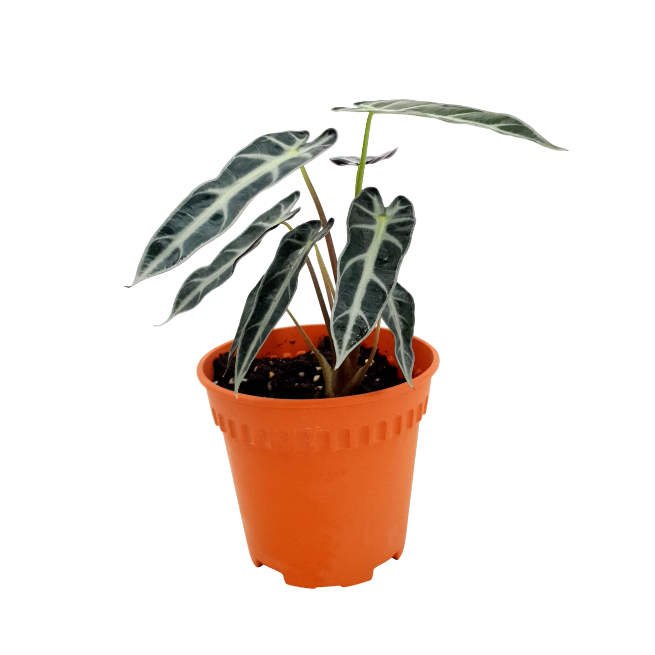 JM Flower Alocasia Polly