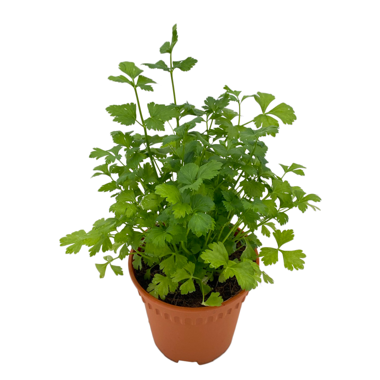 JM Flower Parsley Herbs Plant JM Flower Parsley Herbs Plant