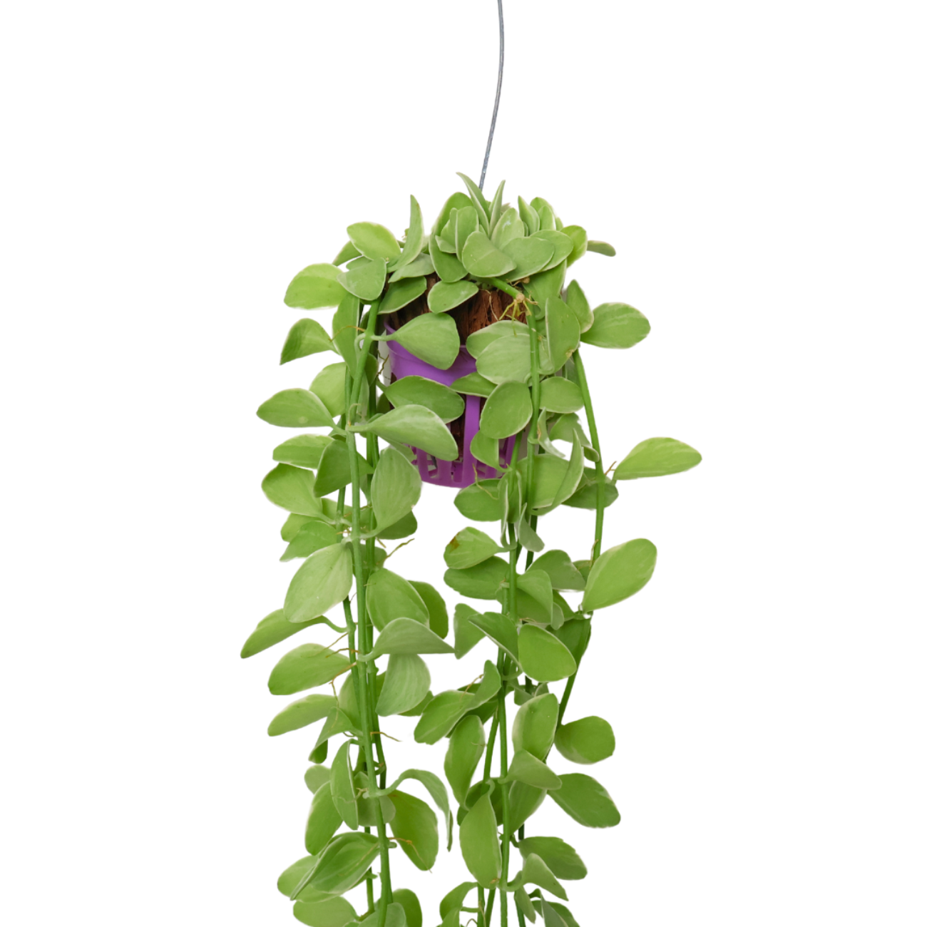 Product-image