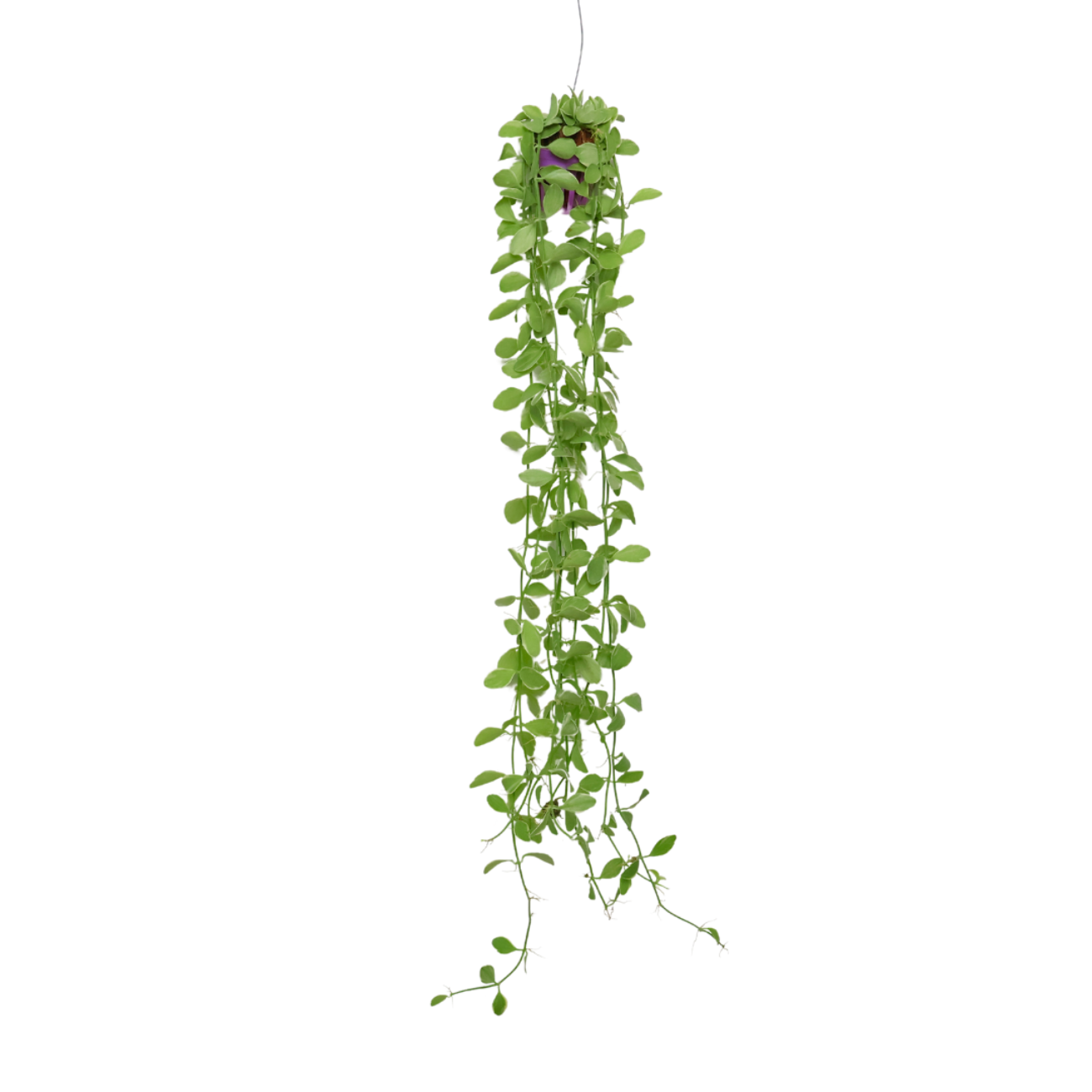 JM Flower Dischidia Nummularia (Hanging Plant)