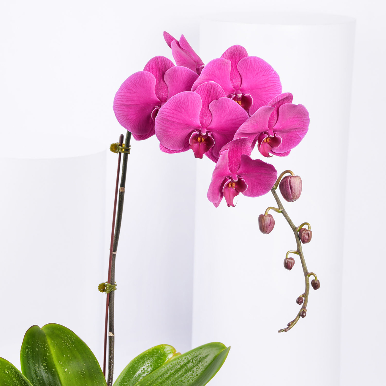 JM Flower OASIS Advantage Floral Foam | NTUC FairPrice