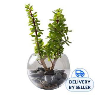 FNP Jade Plant In Glass Bowl (Fresh)