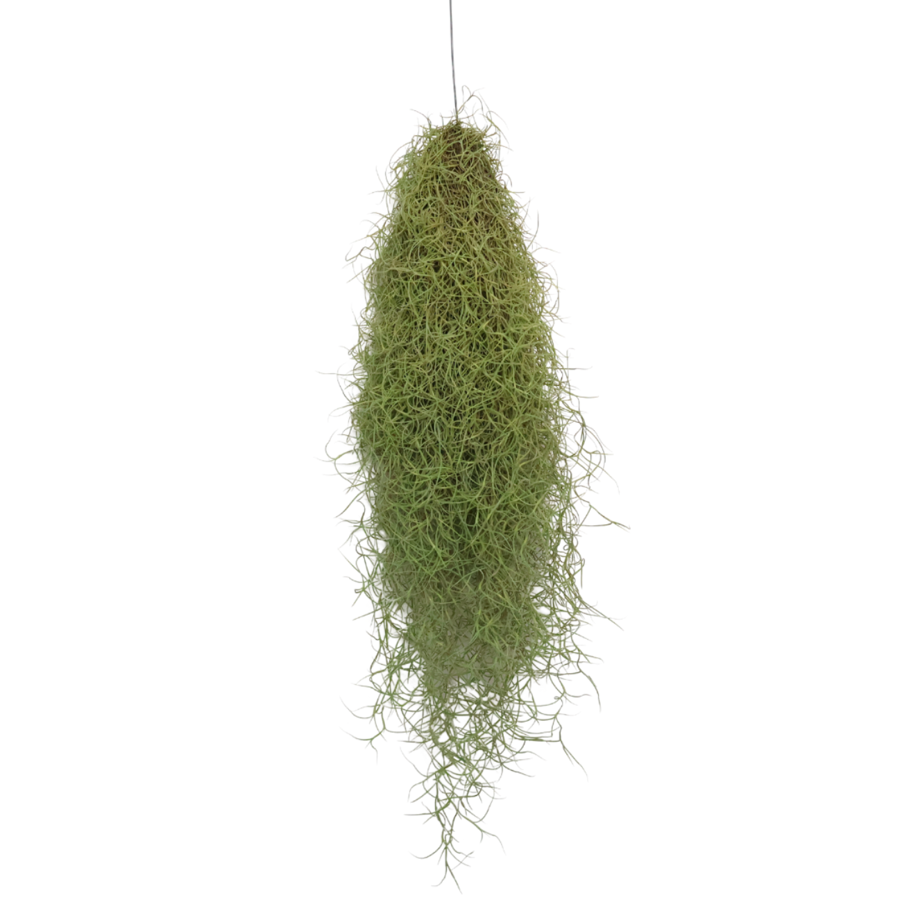 JM Flower Tillandsia Usneoides (Spanish Moss) - Hanging Plant