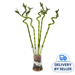 FNP Spiral Shaped Lucky Bamboo Plant In Glass Vase (Fresh) FNP Spiral Shaped Lucky Bamboo Plant In Glass Vase (Fresh)