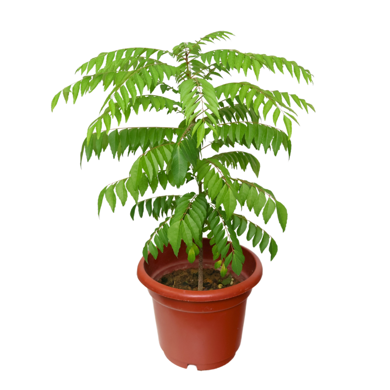 JM Flower Curry Leaf Herbs Plant - L JM Flower Curry Leaf Herbs Plant - L