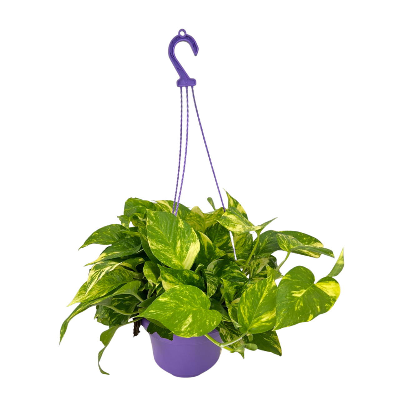 JM Flower Golden Pothos, Money Plant (Hanging Pot)