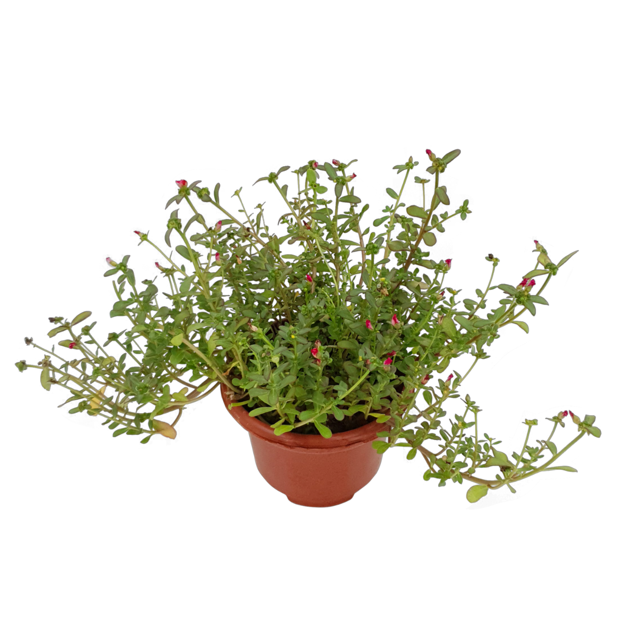 JM Flower Japanese Rose