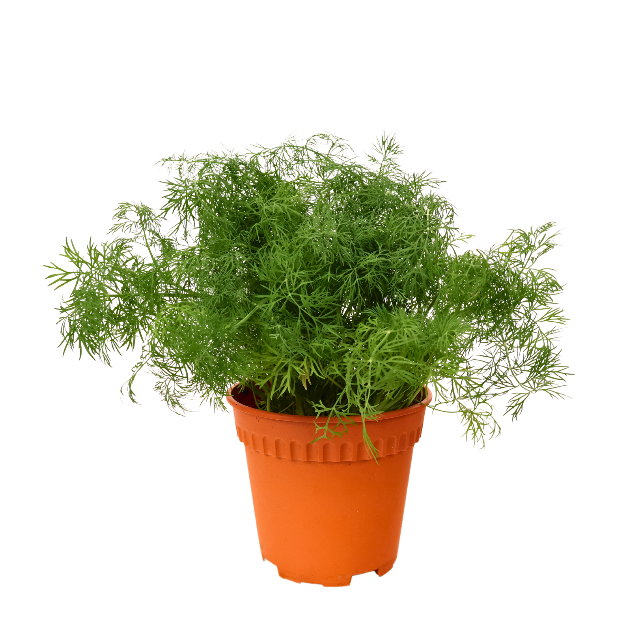 JM Flower Dill Herbs Plant