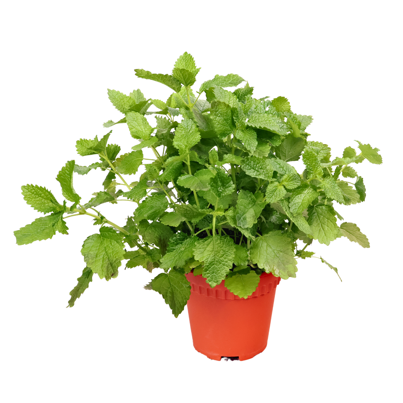 JM Flower Lemon Balm Herbs Plant