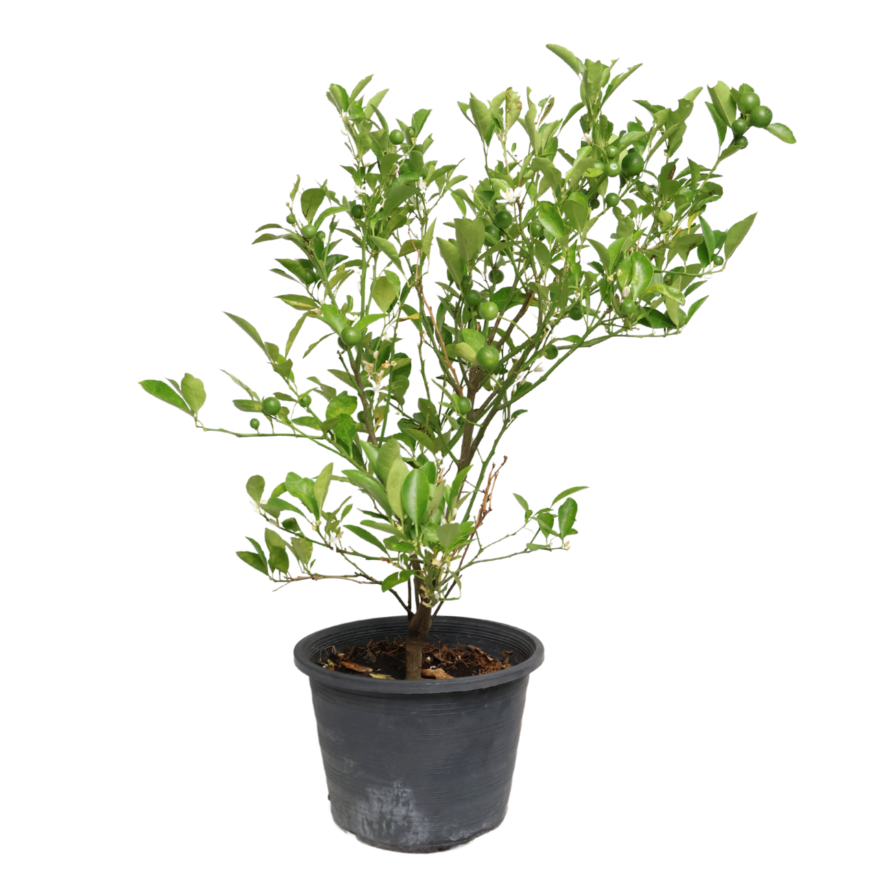 JM Flower Lime