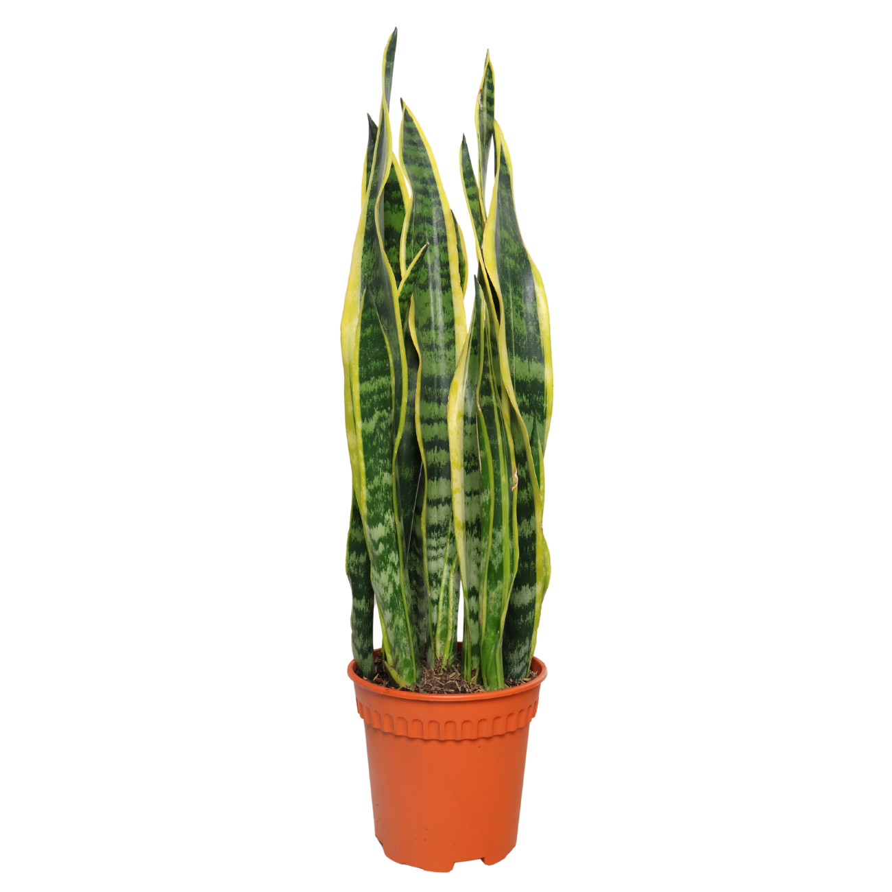 JM Flower Sanseveria JM Flower Sanseveria