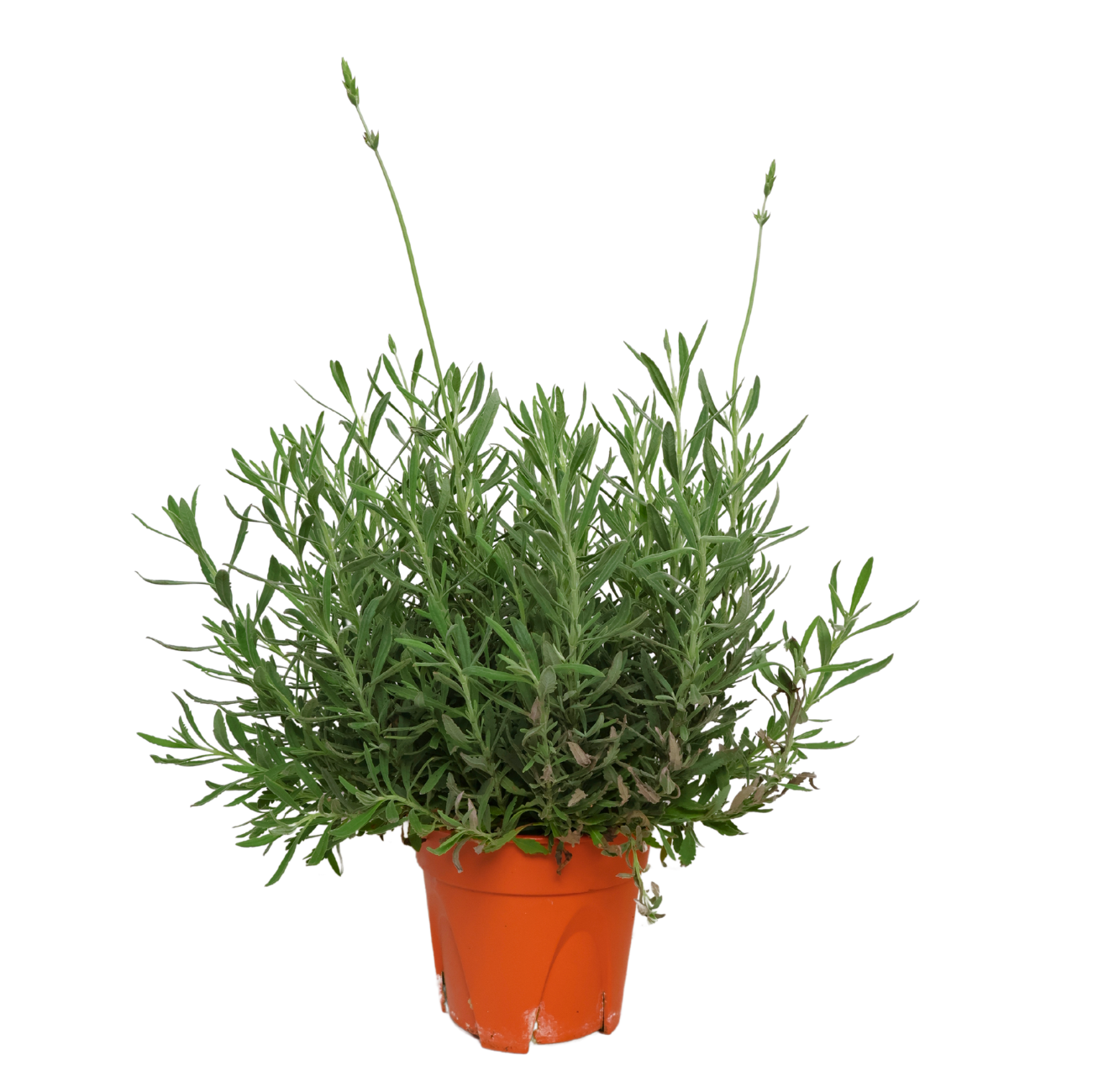 JM Flower Lavender Plant