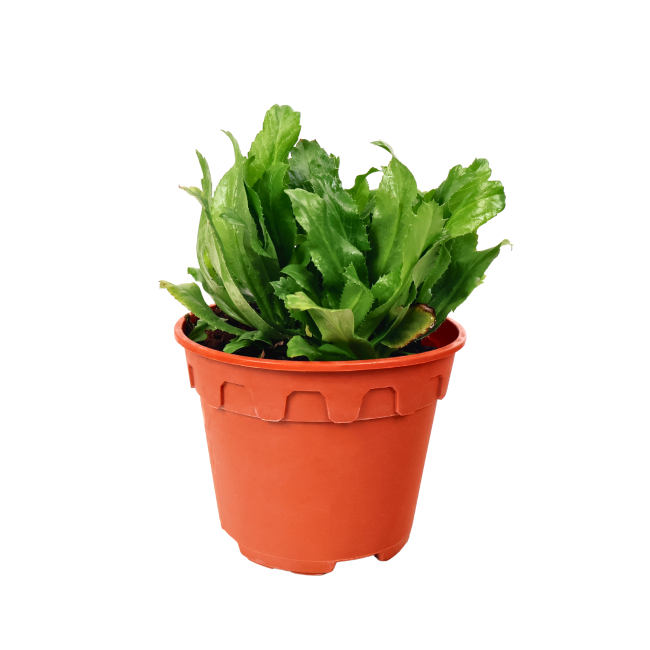 JM Flower Cilantro Herbs Plant