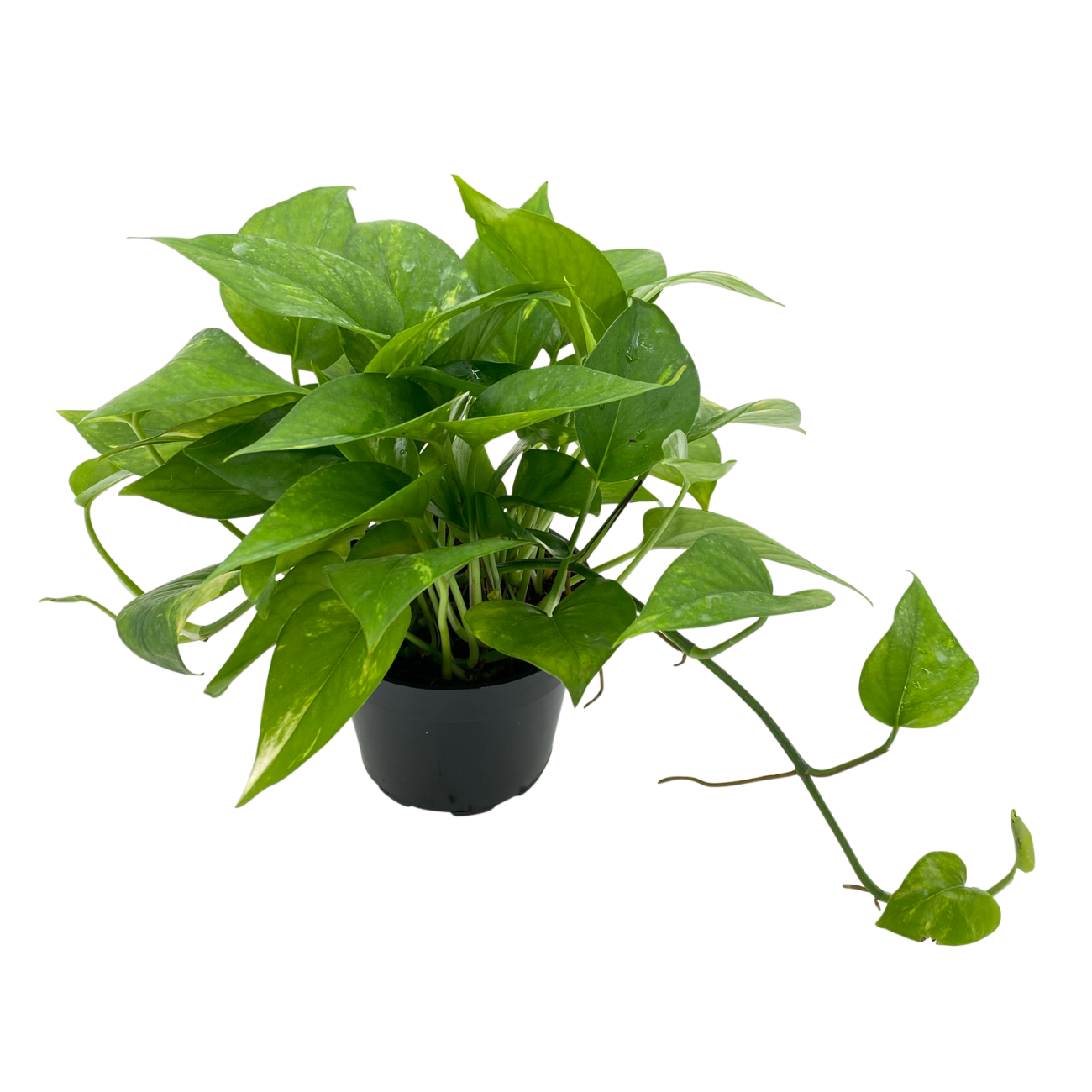 JM Flower Money Plant Green 6cm Pot