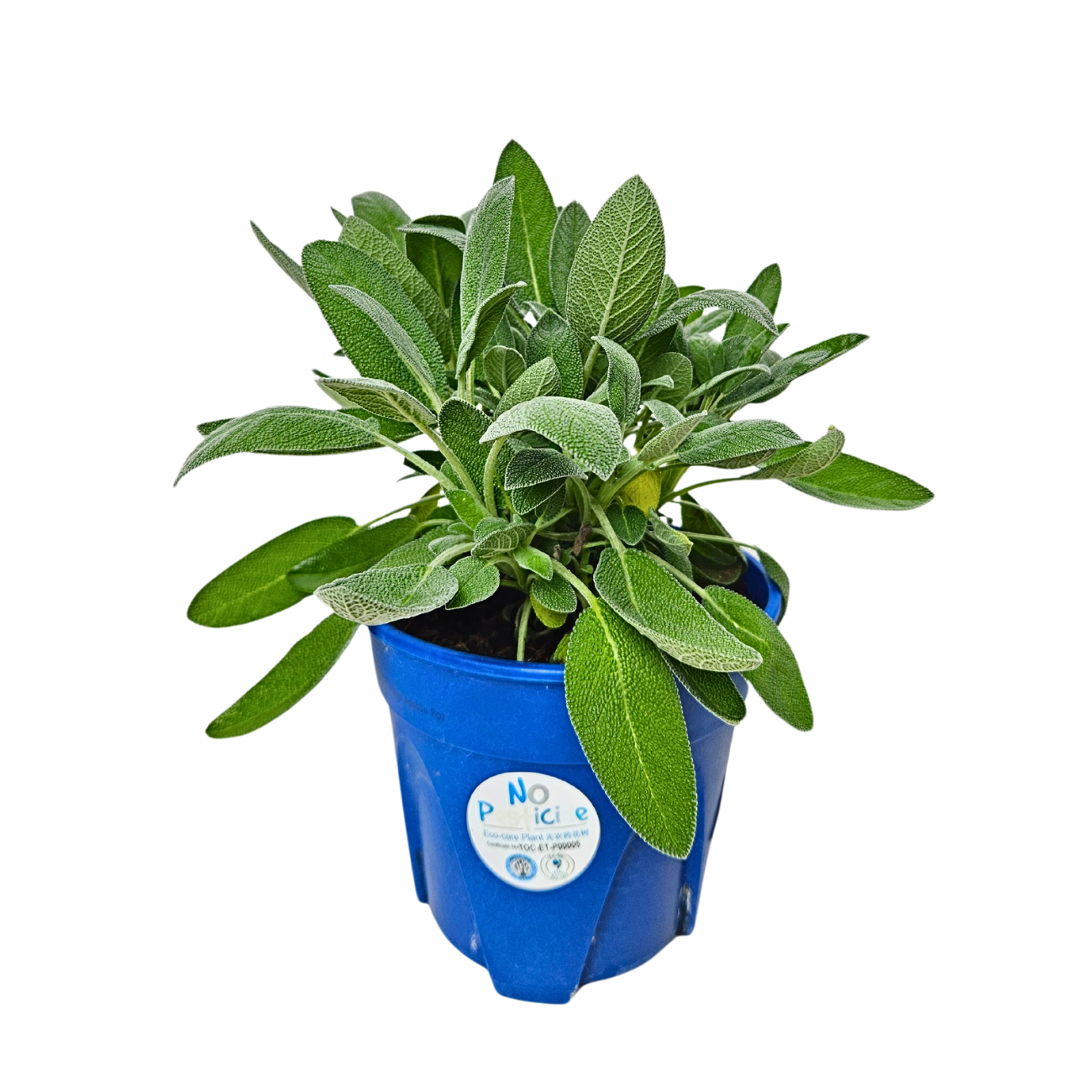 JM Flower Sage Herbs Plant
