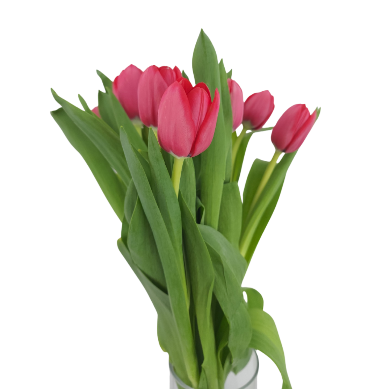 JM Flower Tulip - Shocking Pink
