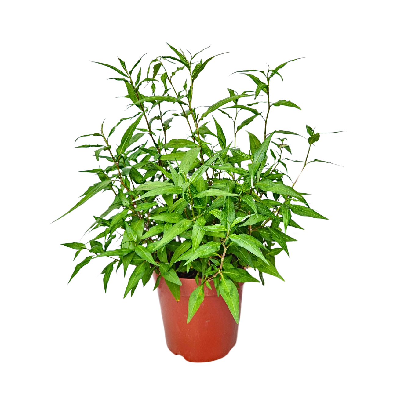 JM Flower Laksa Herbs Plant
