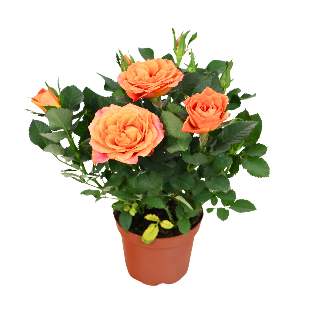 JM Flower Mini Rose Plant 10.5cm Pot - Orange