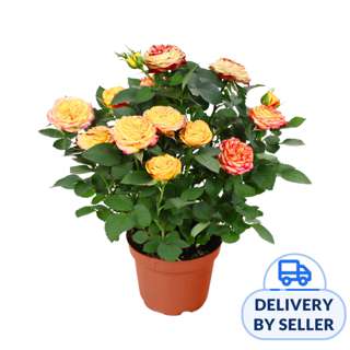 JM Flower Mini Rose Plant 10.5cm Pot - Two Tone Yellow JM Flower Mini Rose Plant 10.5cm Pot - Two Tone Yellow