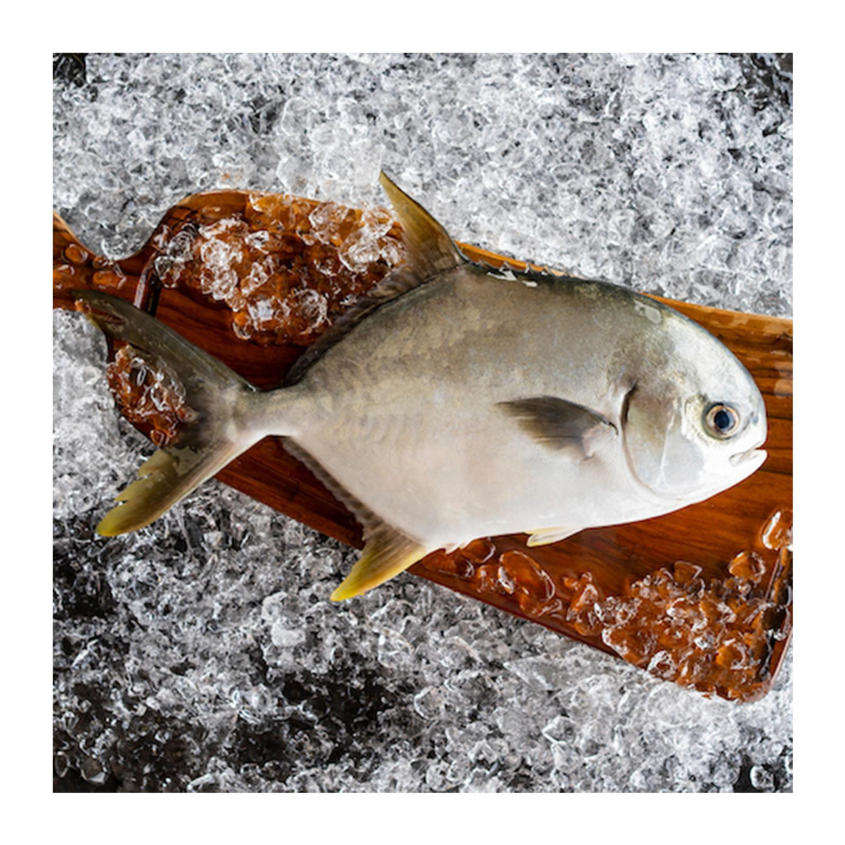 Ken Ken Golden Pomfret - Gilled & Gutted