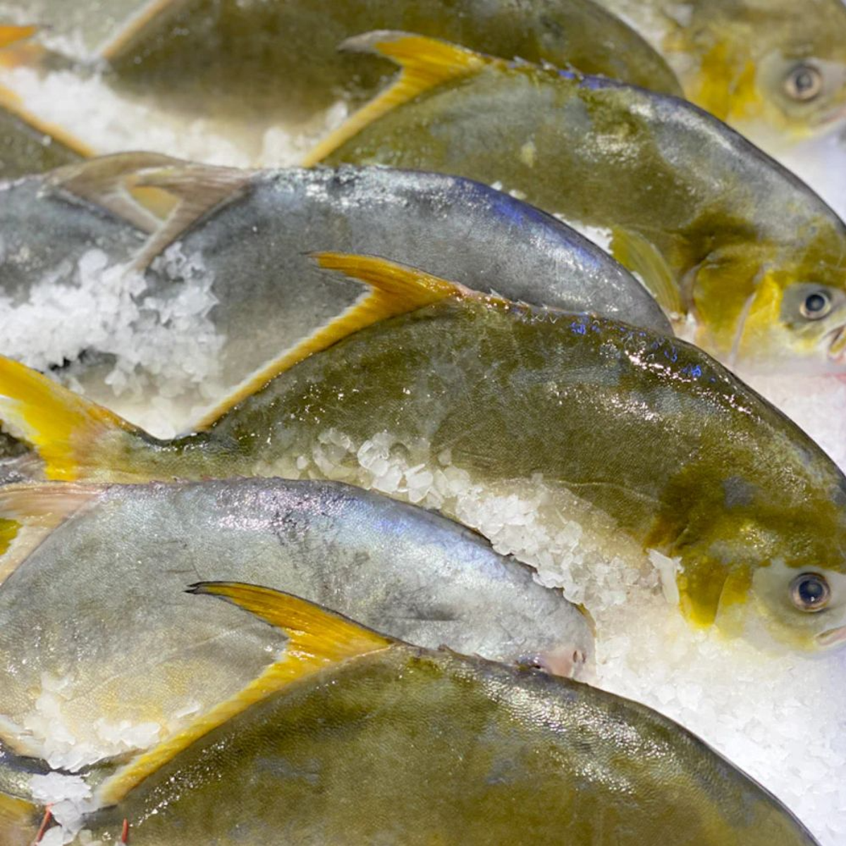 Ken Ken Golden Pomfret - Gilled & Gutted