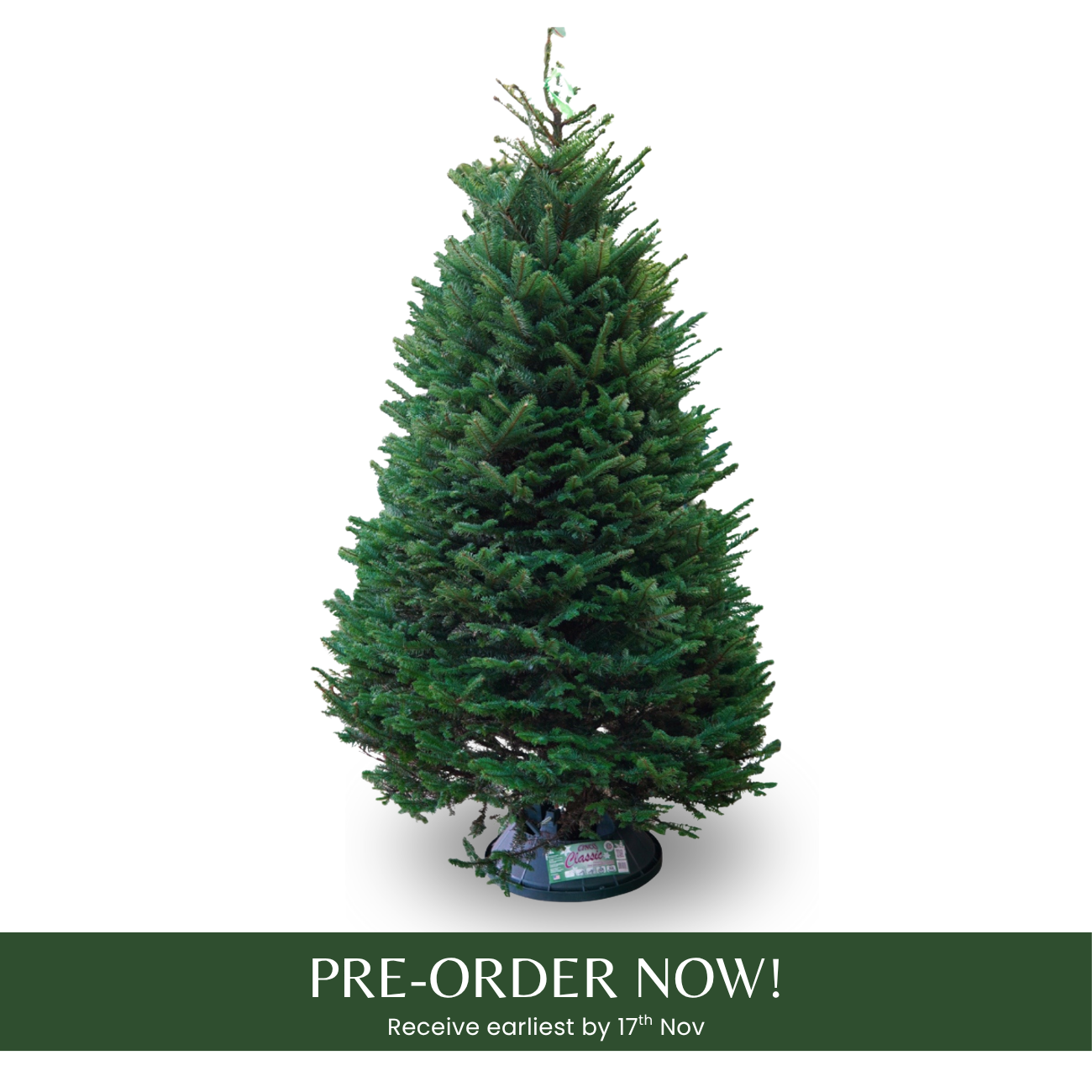 [Pre-Order] JM Flower Noble Fir 4-5FT with Disposal | NTUC FairPrice
