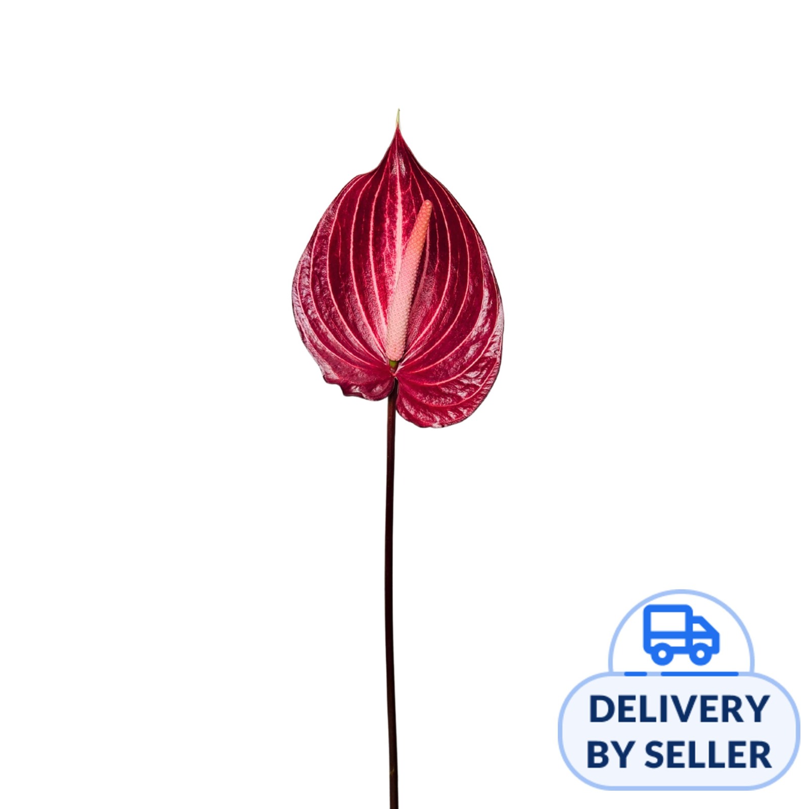 JM Flower Anthurium (XL) - Safari | NTUC FairPrice