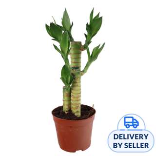 JM Flower Lotus Bamboo Plant JM Flower Lotus Bamboo Plant