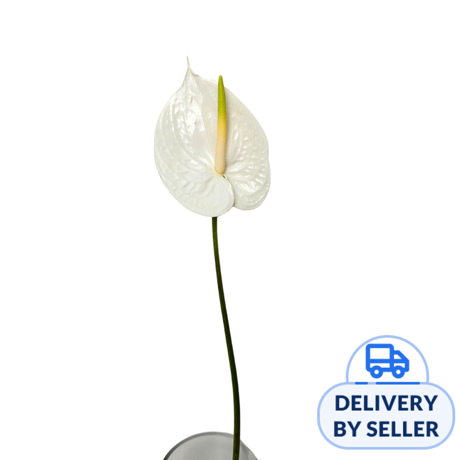 JM Flower Anthurium (XL) - White | NTUC FairPrice