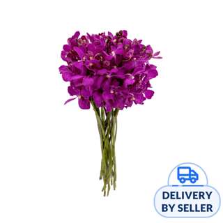 JM Flower Orchid Mokara XL - Shocking Pink