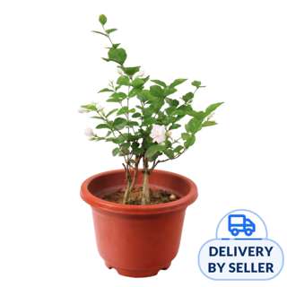 JM Flower Jasmine Fragrant Plant