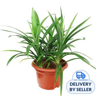 JM Flower Pandanus Pandan Herbs Plant