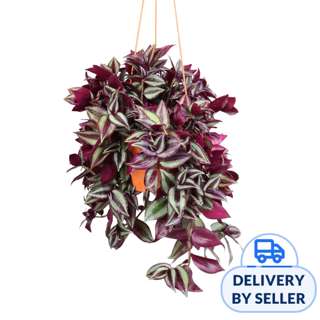 JM Flower Inch Hanging Plant