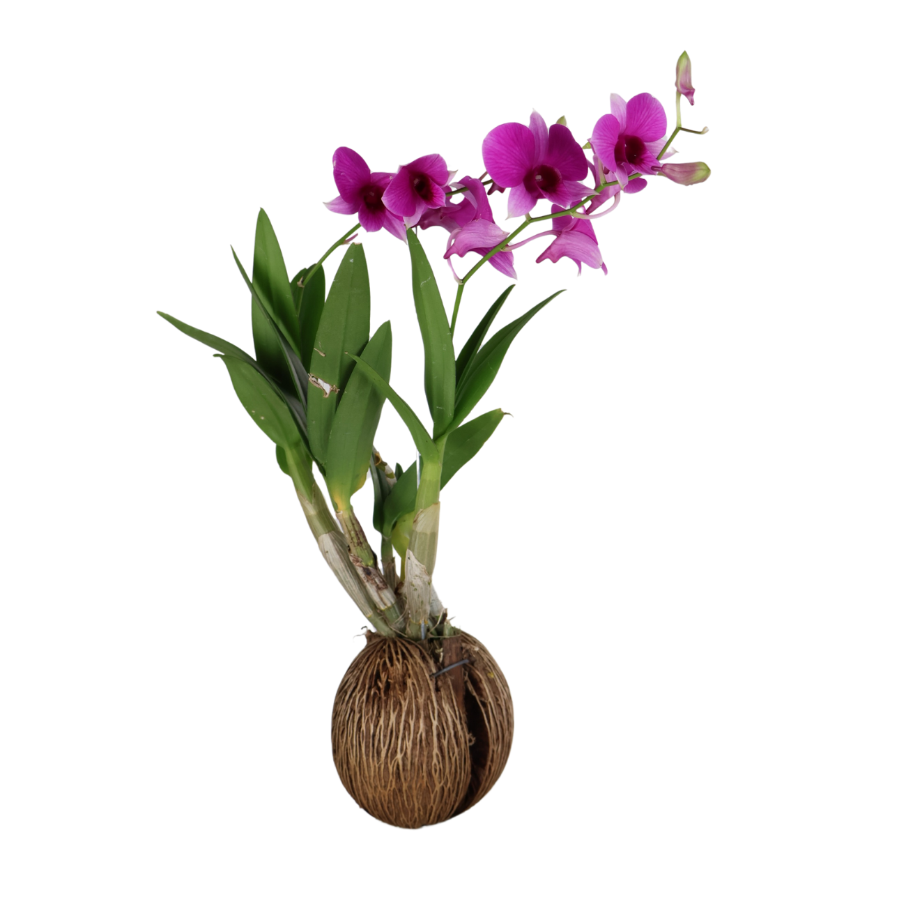 JM Flower Dendrobium Orchid Plant - White | NTUC FairPrice
