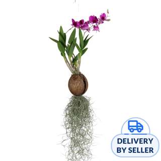 JM Flower Mini Orchid Hanging Plant