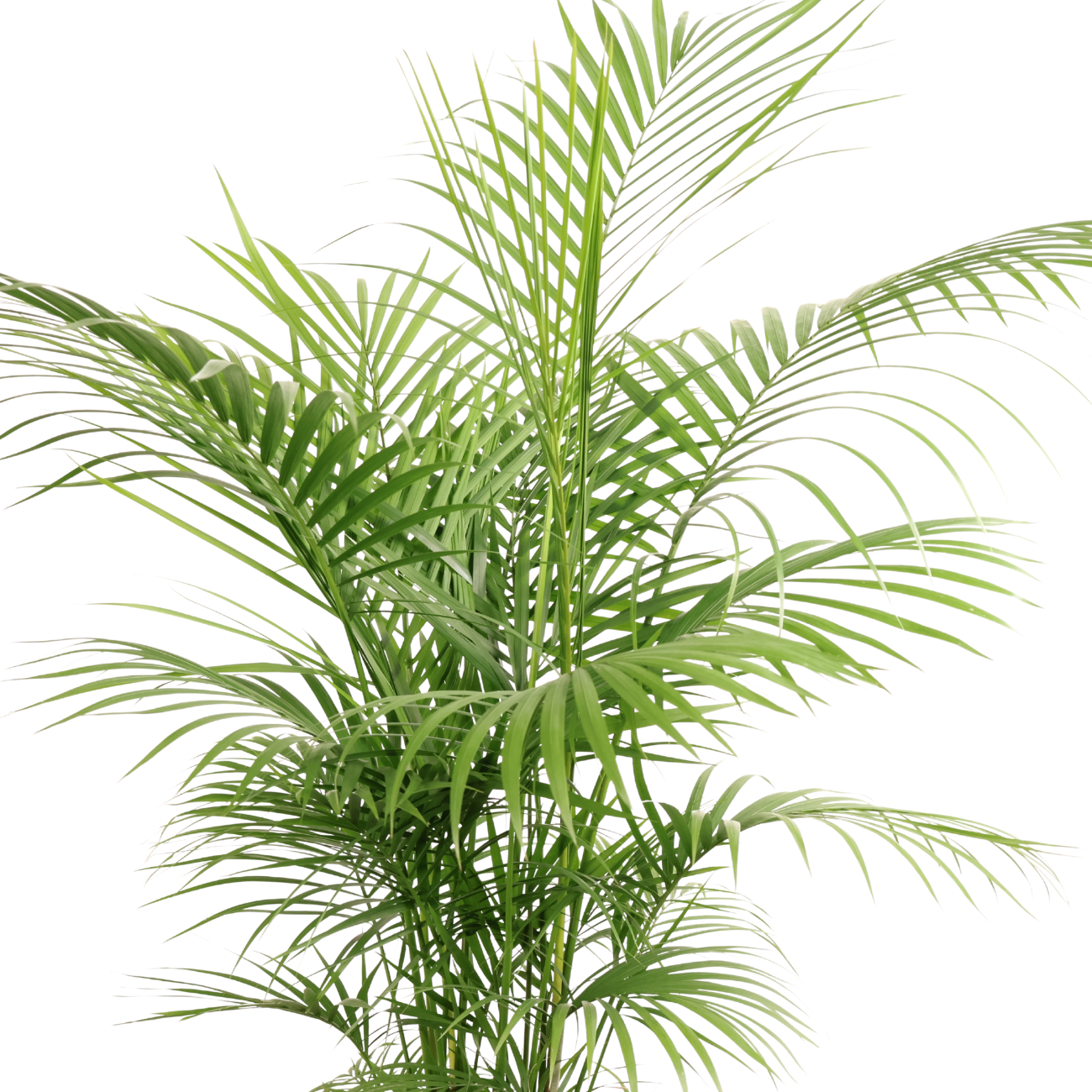 JM Flower Palm Leaf (Small) | NTUC FairPrice