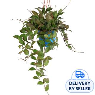 JM Flower Hoya Hanging Plant