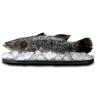 Catch Seafood Seabass Barramundi Whole Fish