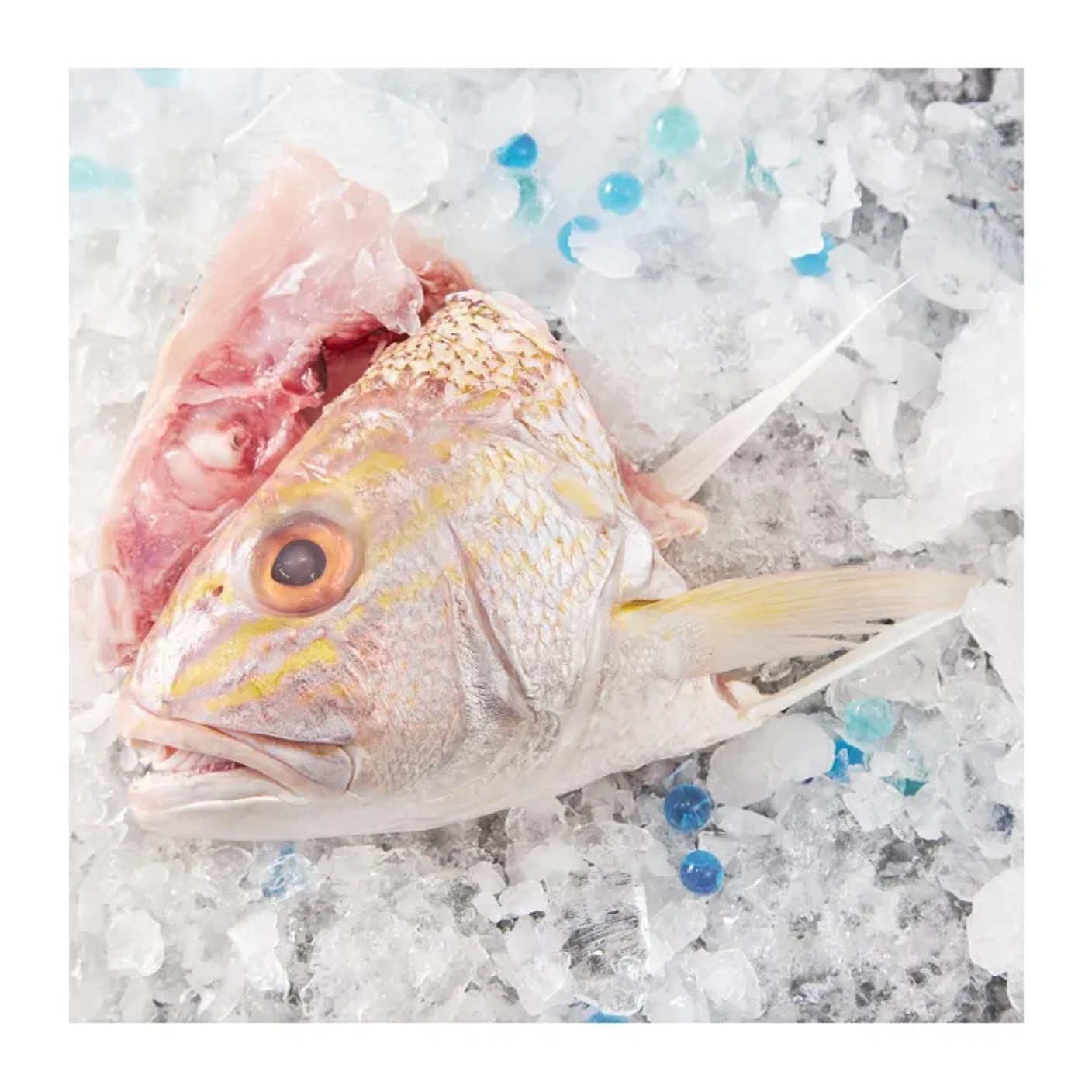 AW'S Market Fresh White Snapper Head (Ang Go Li)