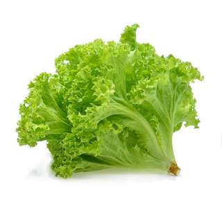 Orgo Fresh Crunchy Green Coral Lettuce