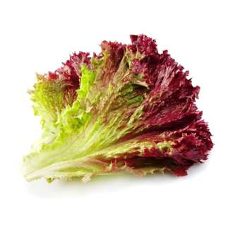 Orgo Fresh Premium Red  Coral Lettuce