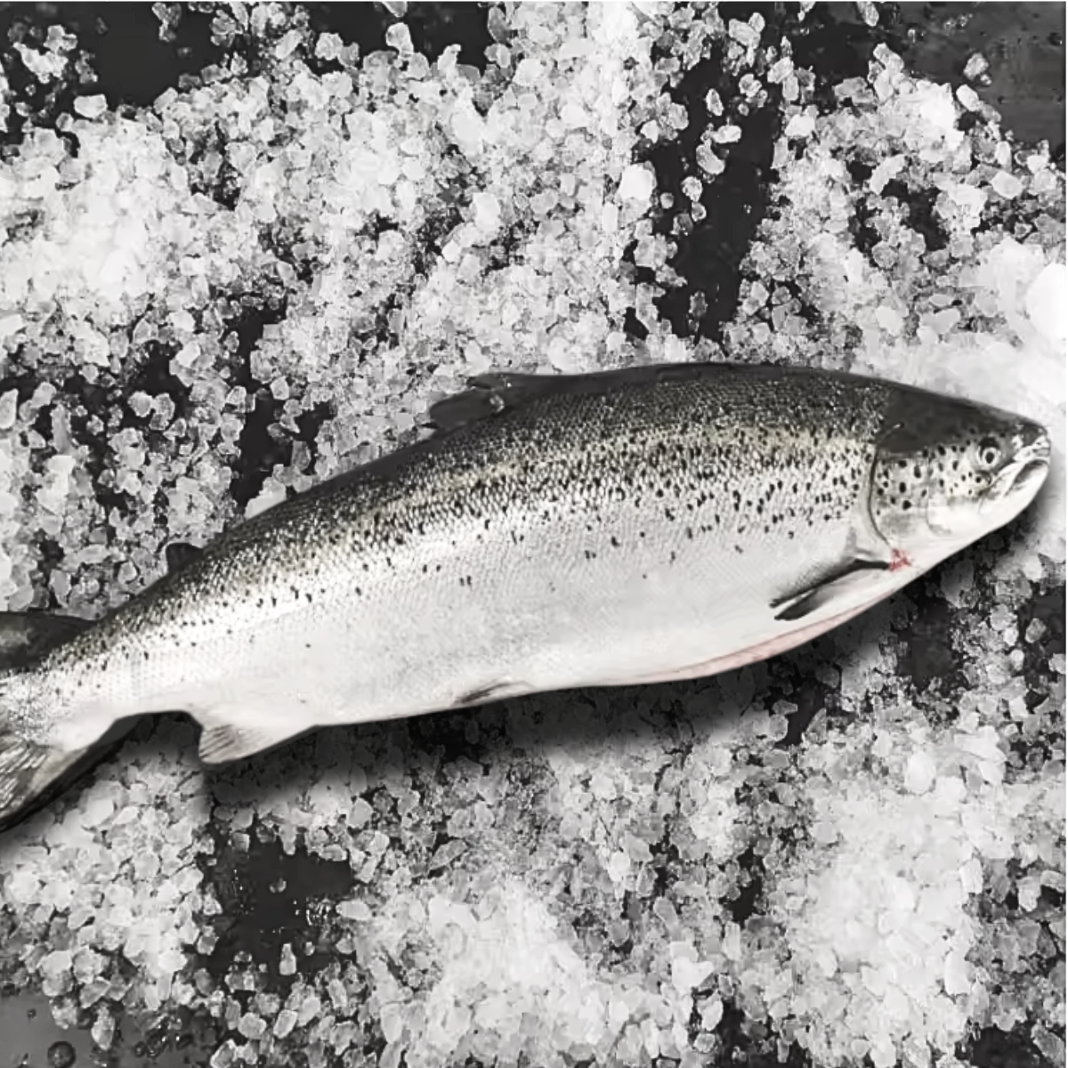 Image 25: Serve by Hai Sia Norwegian Salmon Whole Clean & Portion-Fresh