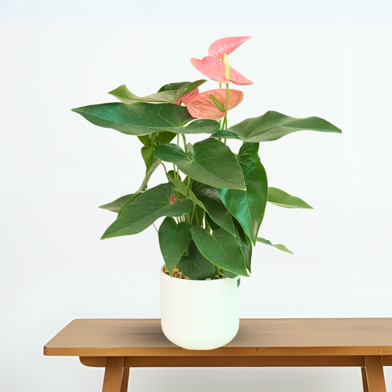 JM Flower Anthurium (XL) - White | NTUC FairPrice