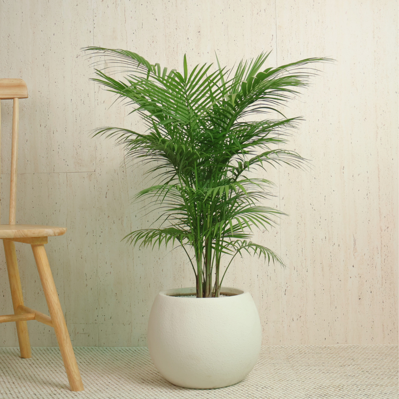 JM Flower Palm Leaf (Small) | NTUC FairPrice