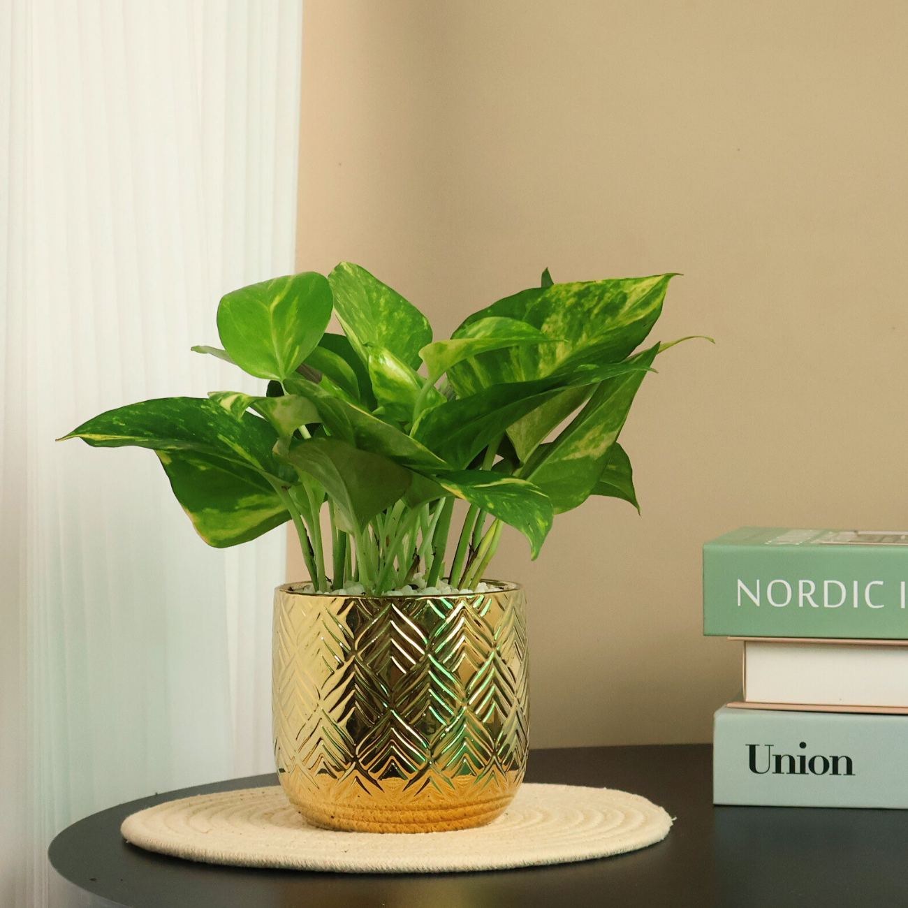 JM Flower Dieffenbachia Big Ben Plant in Ceramic Pot | NTUC FairPrice